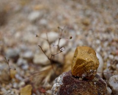 Nemacladus secundiflorus robbinsii