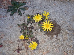 Senecio leucanthemifolius