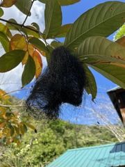 Tolmomyias sulphurescens