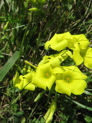 Oxalis pes-caprae