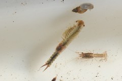 Eubranchipus neglectus