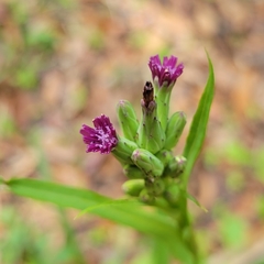 Lactuca graminifolia