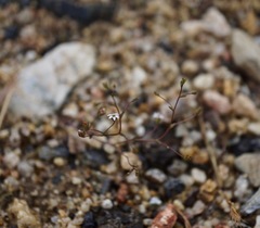 Nemacladus secundiflorus robbinsii