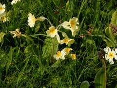 Primula × polyantha