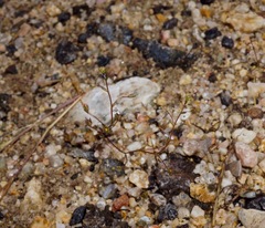 Nemacladus secundiflorus robbinsii