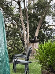 Zanda funerea funerea