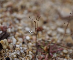 Nemacladus secundiflorus robbinsii