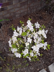Rhododendron mucronatum