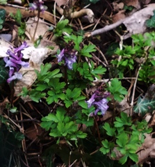 Corydalis cava