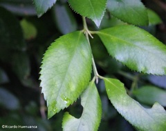Laureliopsis philippiana