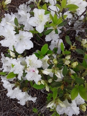 Rhododendron mucronatum