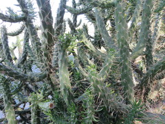 Austrocylindropuntia subulata
