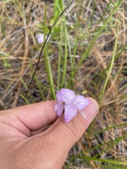 Callisia ornata