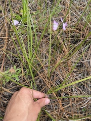 Callisia ornata