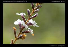 Aloysia citrodora