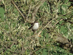 Ficedula hypoleuca