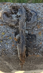 Malpolon monspessulanus