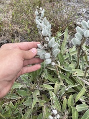 Lupinus villosus