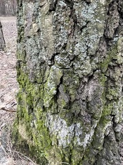Prasiolaceae