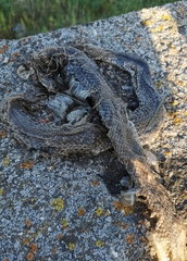 Malpolon monspessulanus