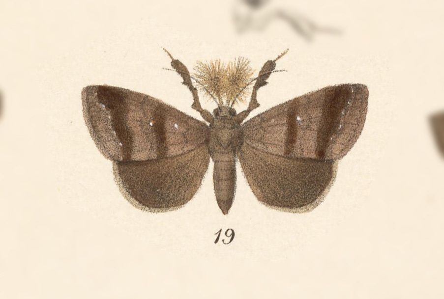 Rejectaria lysandria