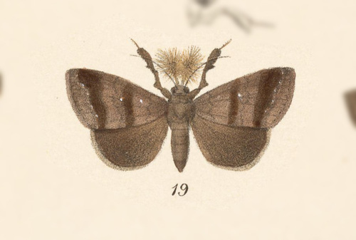 Rejectaria lysandria