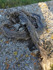 Malpolon monspessulanus