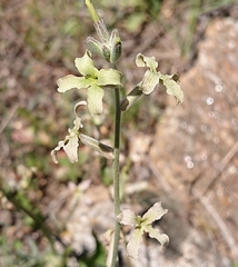 Matthiola fruticulosa