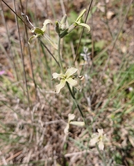 Matthiola fruticulosa