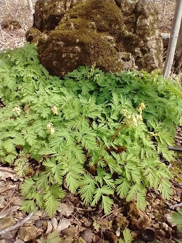 Dicentra cucullaria