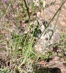 Matthiola fruticulosa