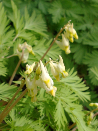 Dicentra cucullaria