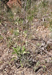Matthiola fruticulosa