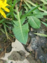 Taraxacum officinale