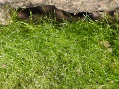 Crepidomanes intricatum