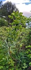 Euphorbia characias