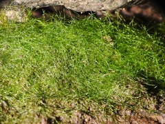 Crepidomanes intricatum