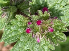 Lamium amplexicaule