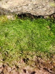 Crepidomanes intricatum