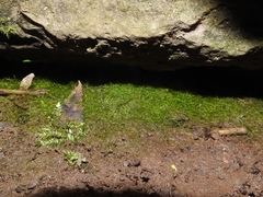 Crepidomanes intricatum