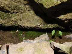 Crepidomanes intricatum