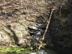 Crepidomanes intricatum