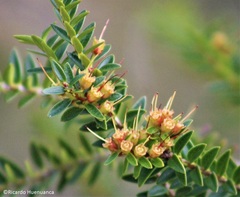 Metrosideros stipularis