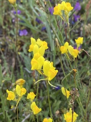 Linaria viscosa