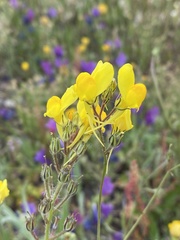 Linaria viscosa