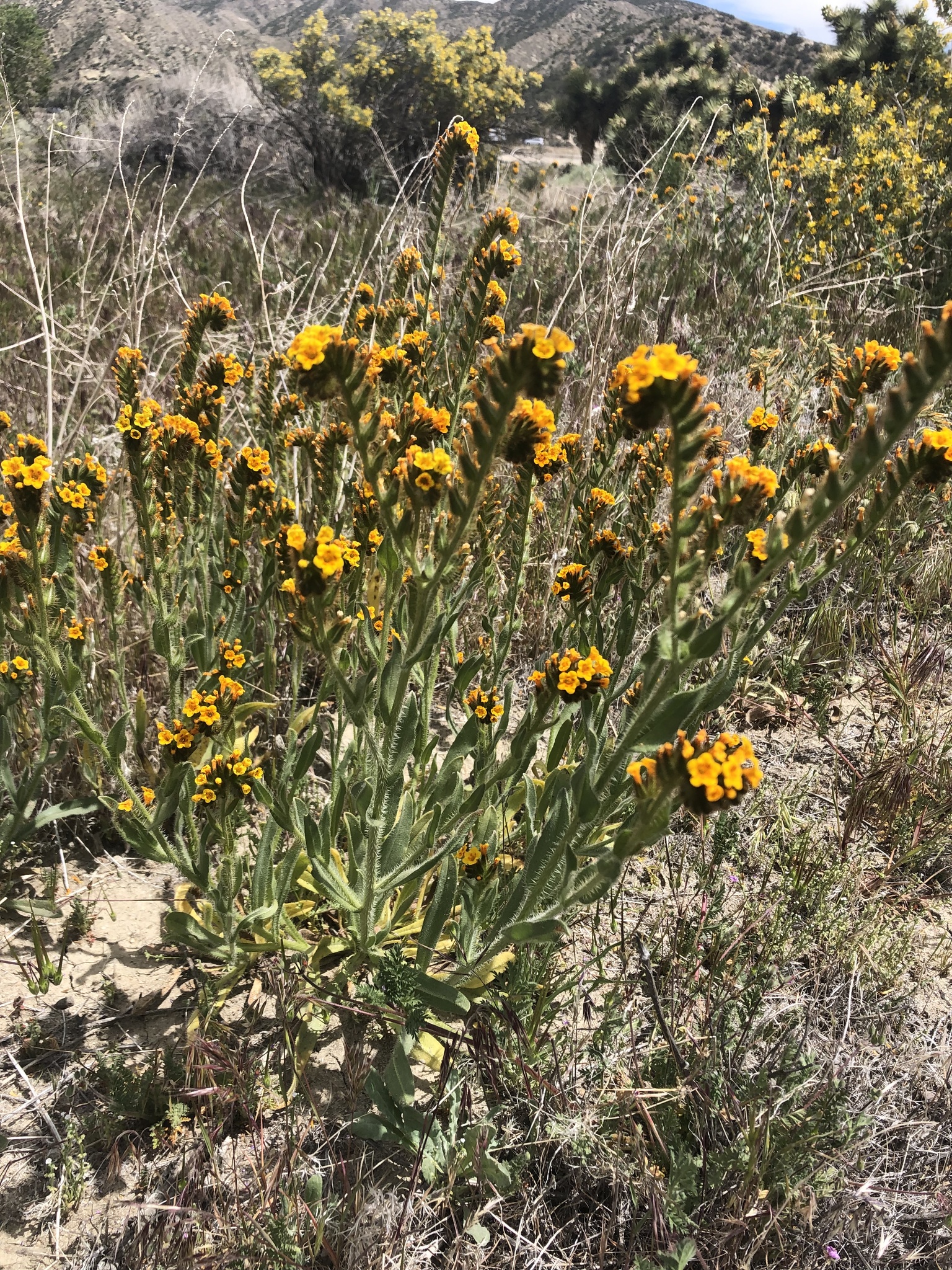 Amsinckia tessellata var. gloriosa