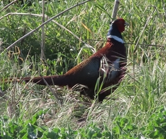 Phasianus colchicus