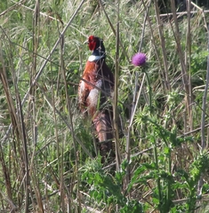 Phasianus colchicus
