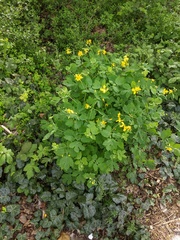 Chelidonium majus