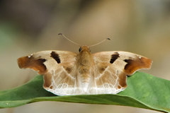 Odontoptilum angulata